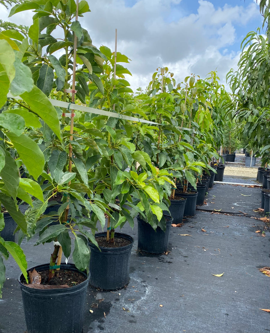 Rows of young, potted Sugar Apple Fruit Trees