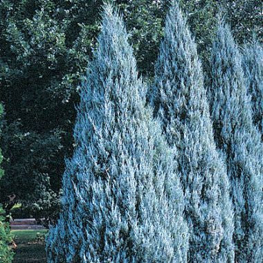 Moonglow, Rocky Mountain Juniper, Juniperus scopulorum