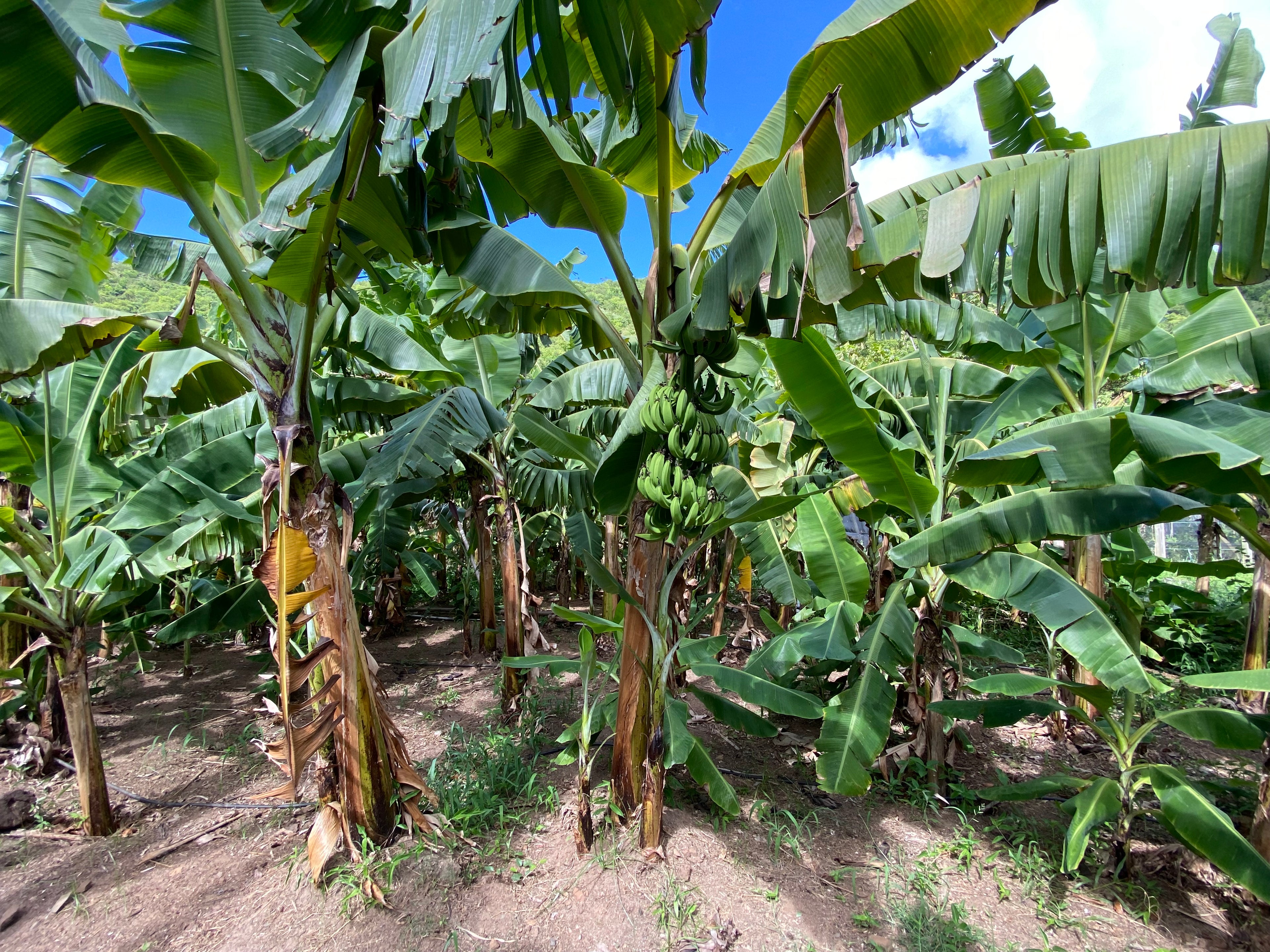 Musa Basjoo Cold Hardy Banana Fruit Tree