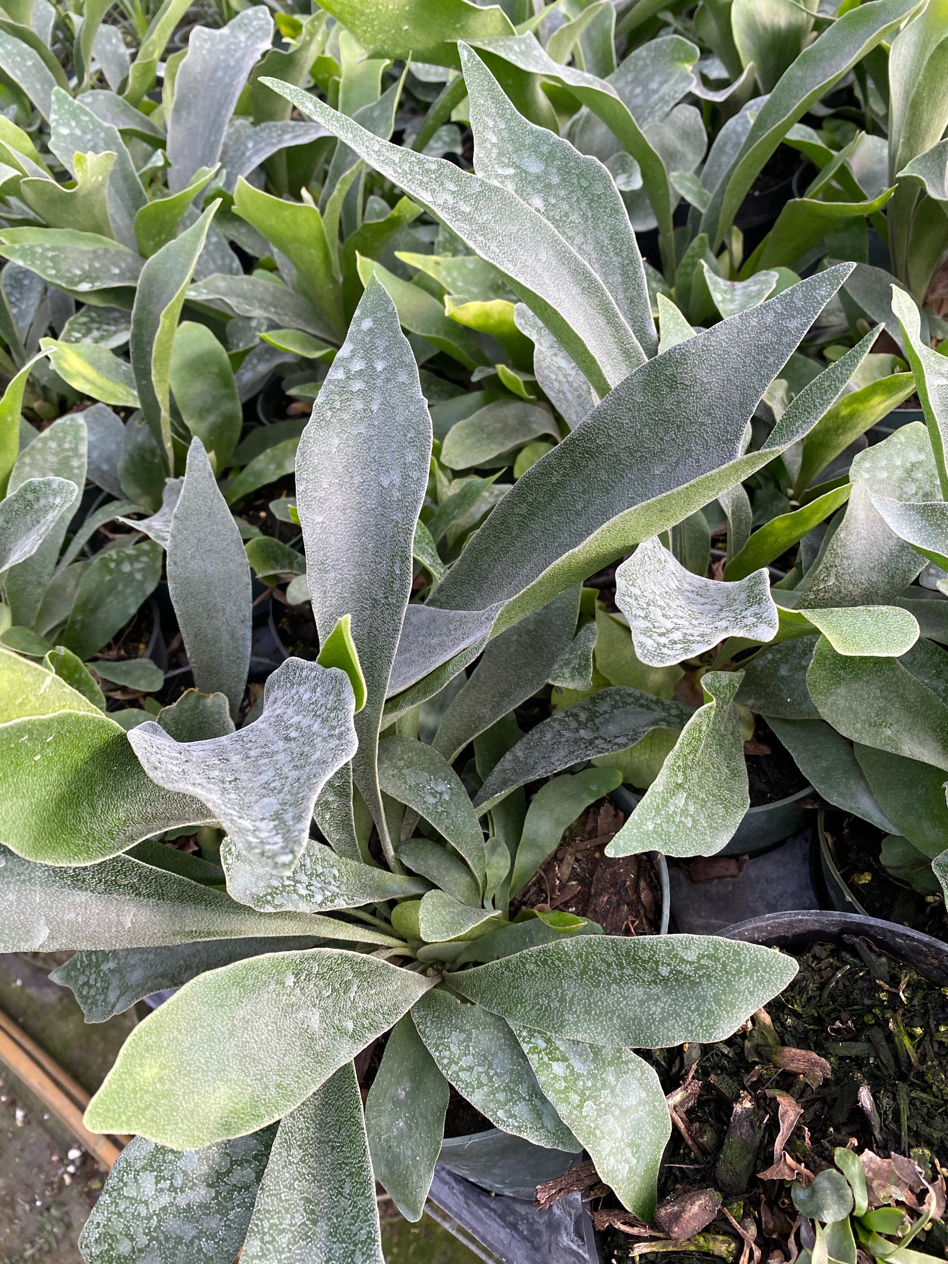 Staghorn Fern Silver Elkhorn, Platycerium Veitchii