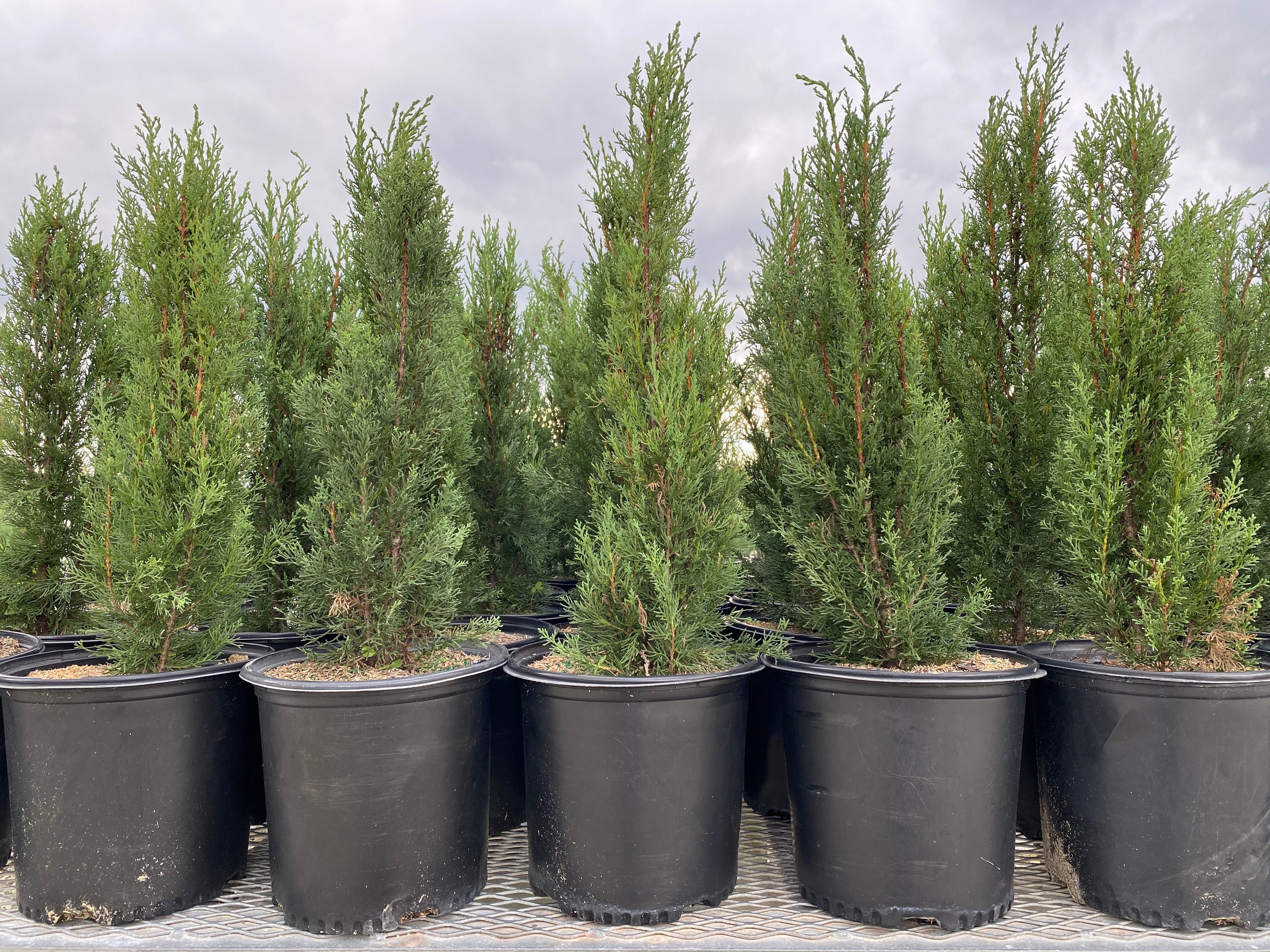 Dwarf Italian Cypress, Mediterranean Cypress