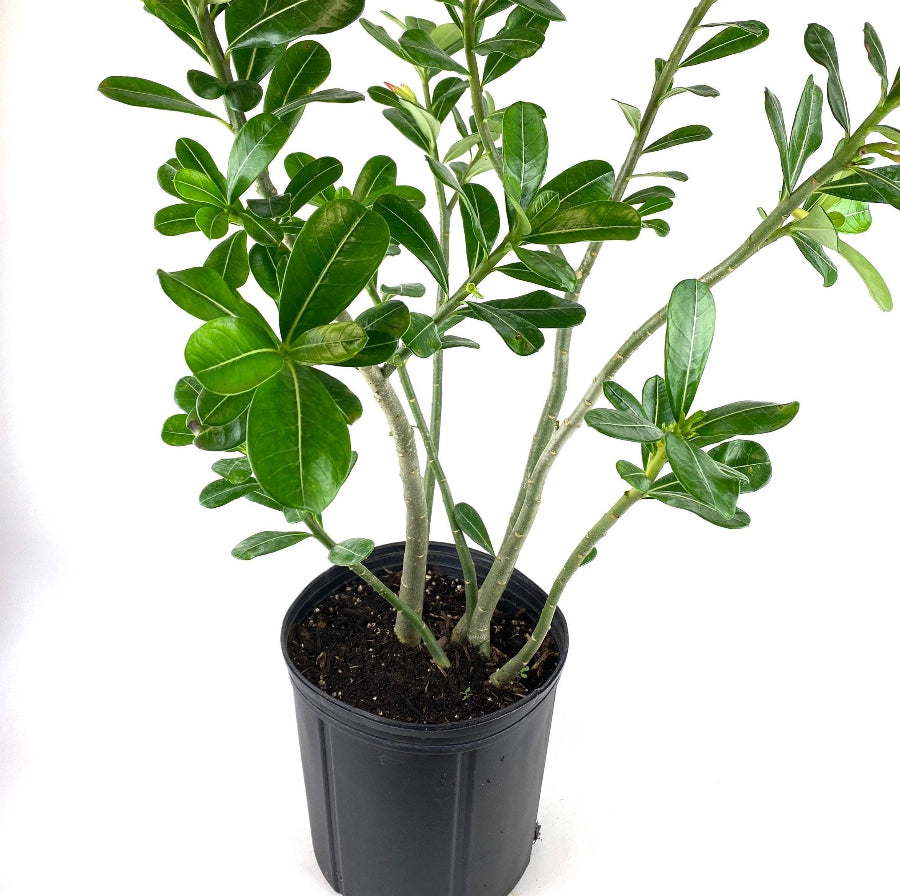 A young Desert Rose (Adenium obesum) plant featuring its characteristic thick stem and bright green leaves, growing in a black nursery