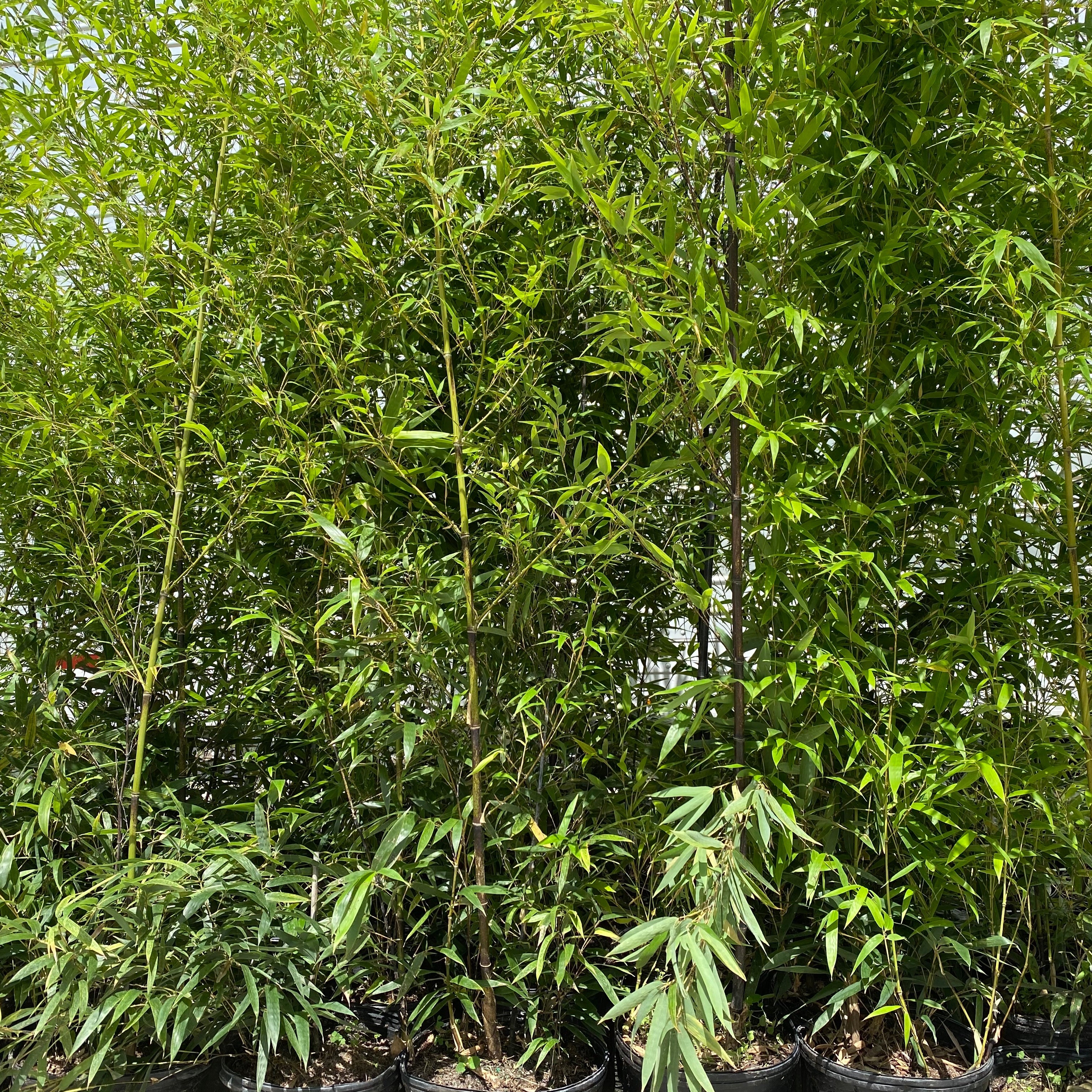 Black Bamboo Nigra, Phyllostachys Nigra &