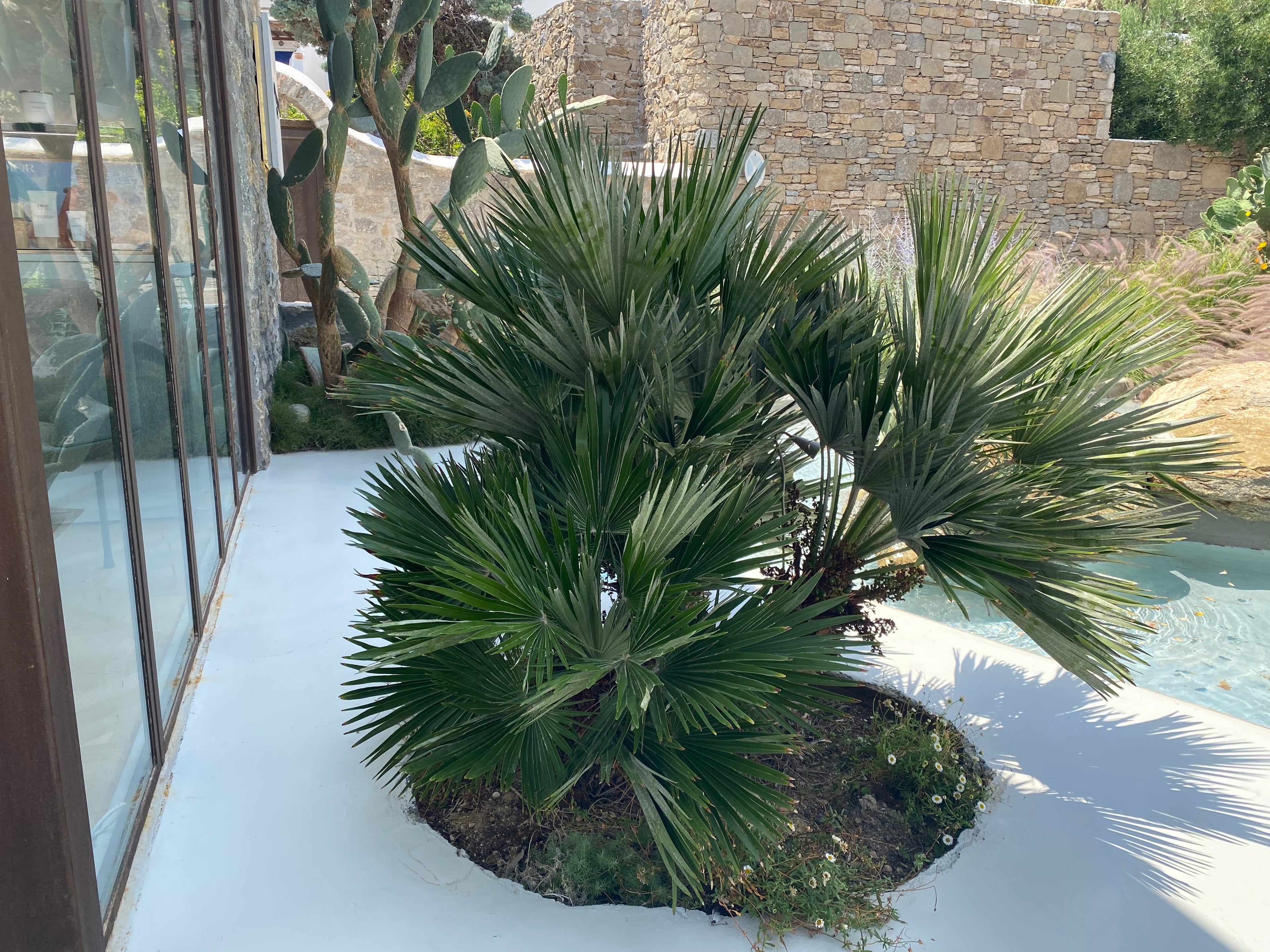 European Fan Palm Multi, Mediterranean Fan Palm