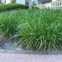 Fakahatchee Ornamental Grass