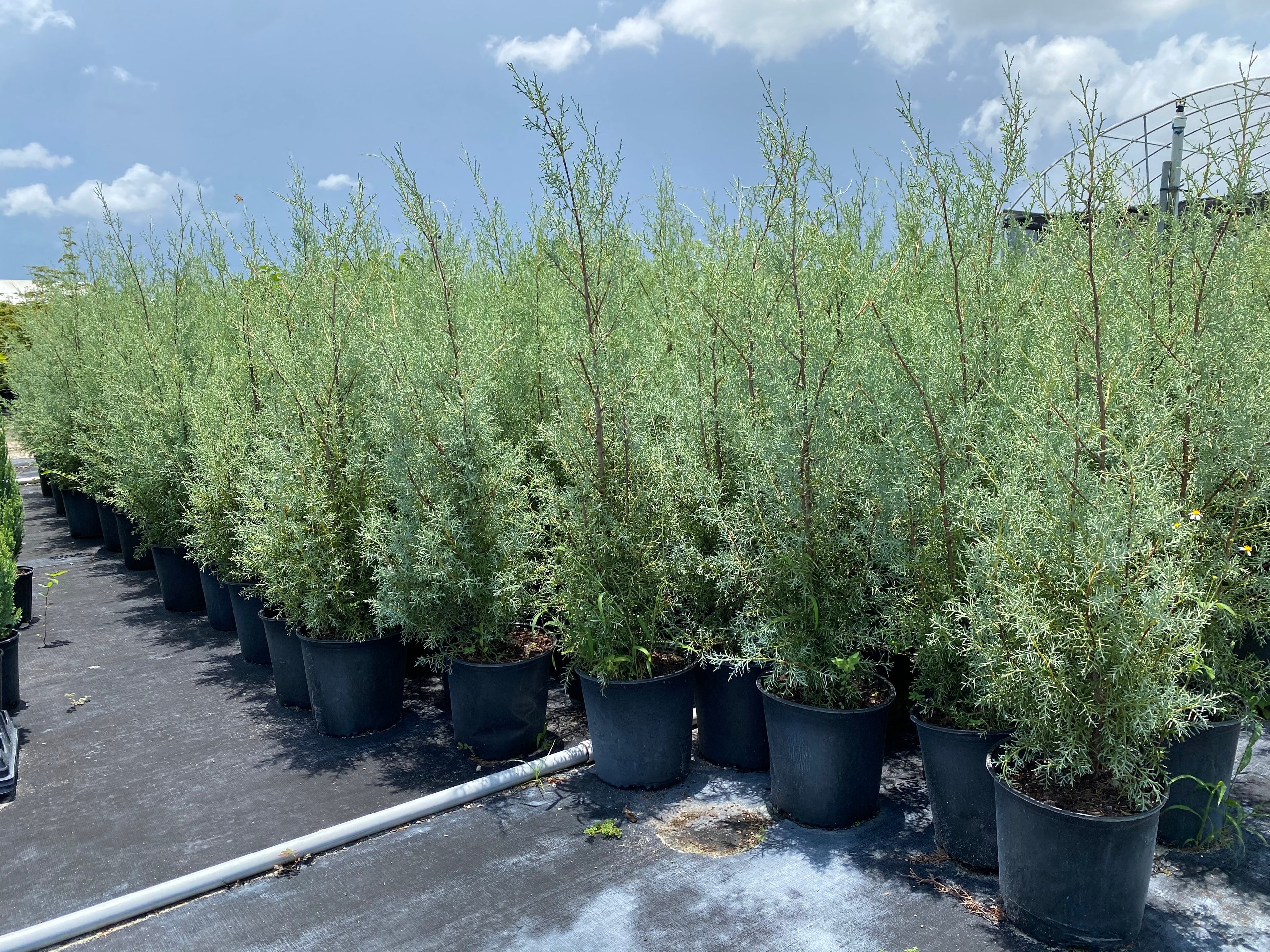 Blue Ice Arizona Cypress