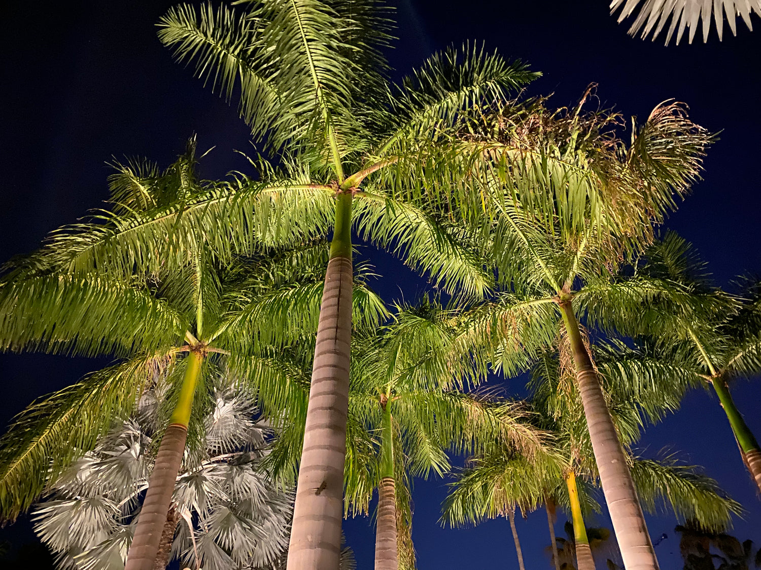 Florida Royal Palm, Cuban Royal Palm tree down view
