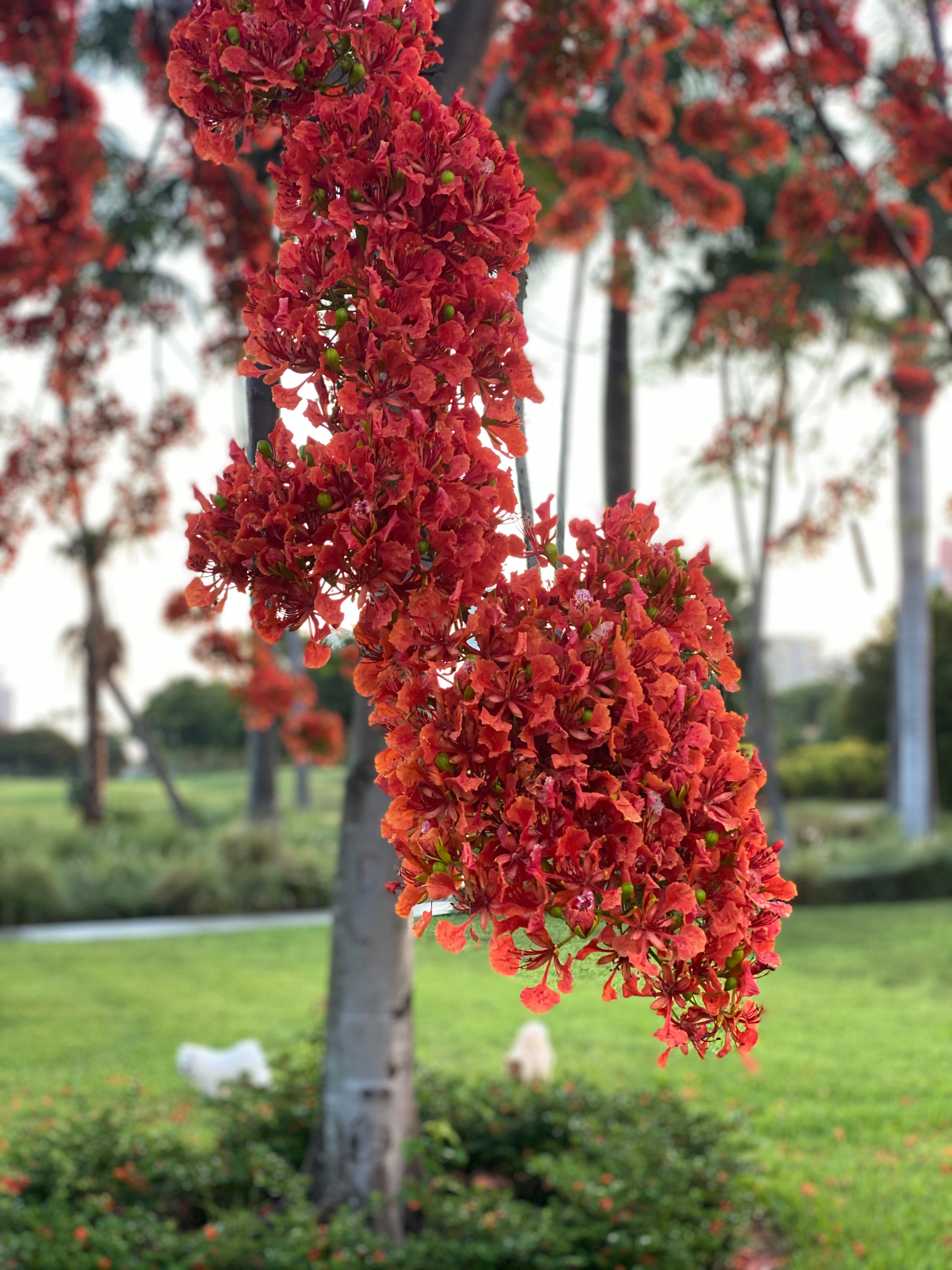 Royal Poinciana, Flamboyant Tree, Flame Tree, Delonix Regia