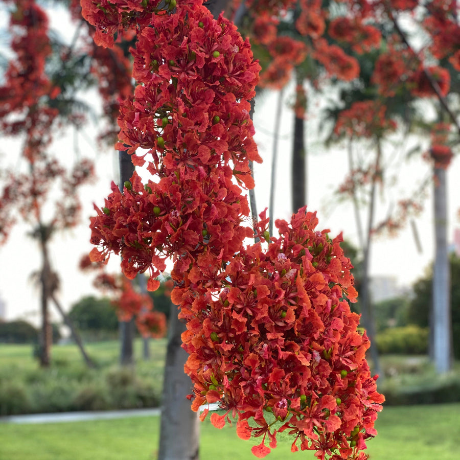 Close-up of a mature Royal Poinciana Flamboyant Tree, prominently featuring a vibrant, dense cluster of brilliant reddish-orange blooms hanging gracefully from a branch beside its sturdy trunk, set against a beautiful landscaped park background under a bright sky, showcasing its breathtaking tropical beauty and spectacular floral display.
