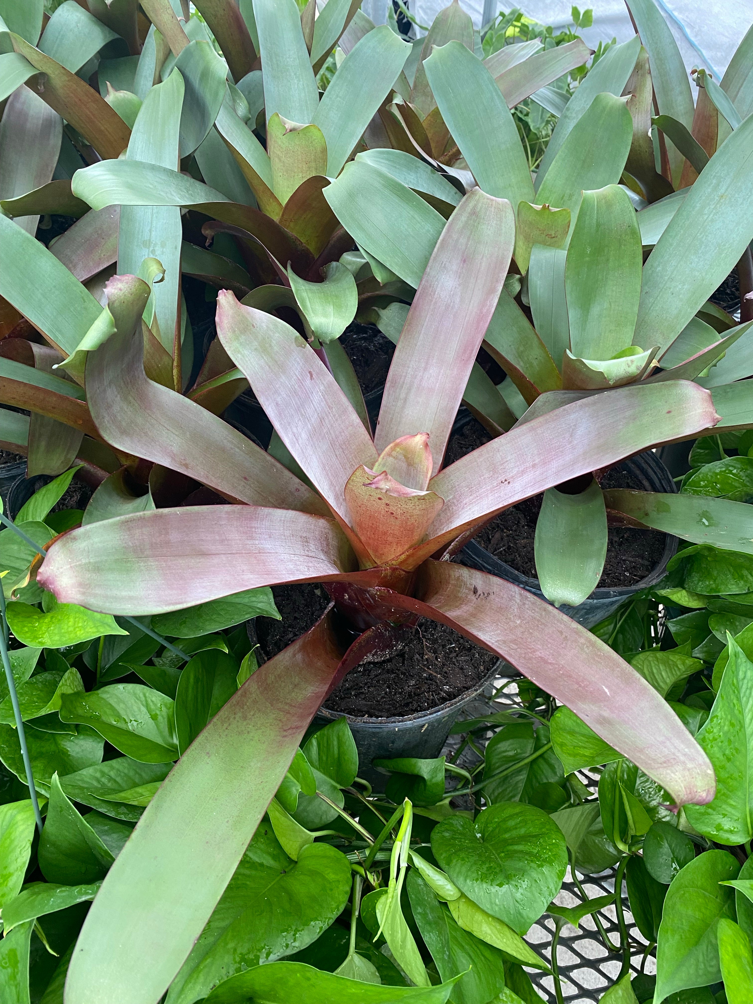 Bromeliad Alcantarea imperialis