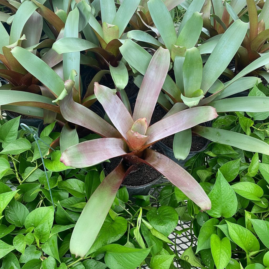Bromeliad Alcantarea imperialis Tropical plant with red and green leaves in a nursery setting