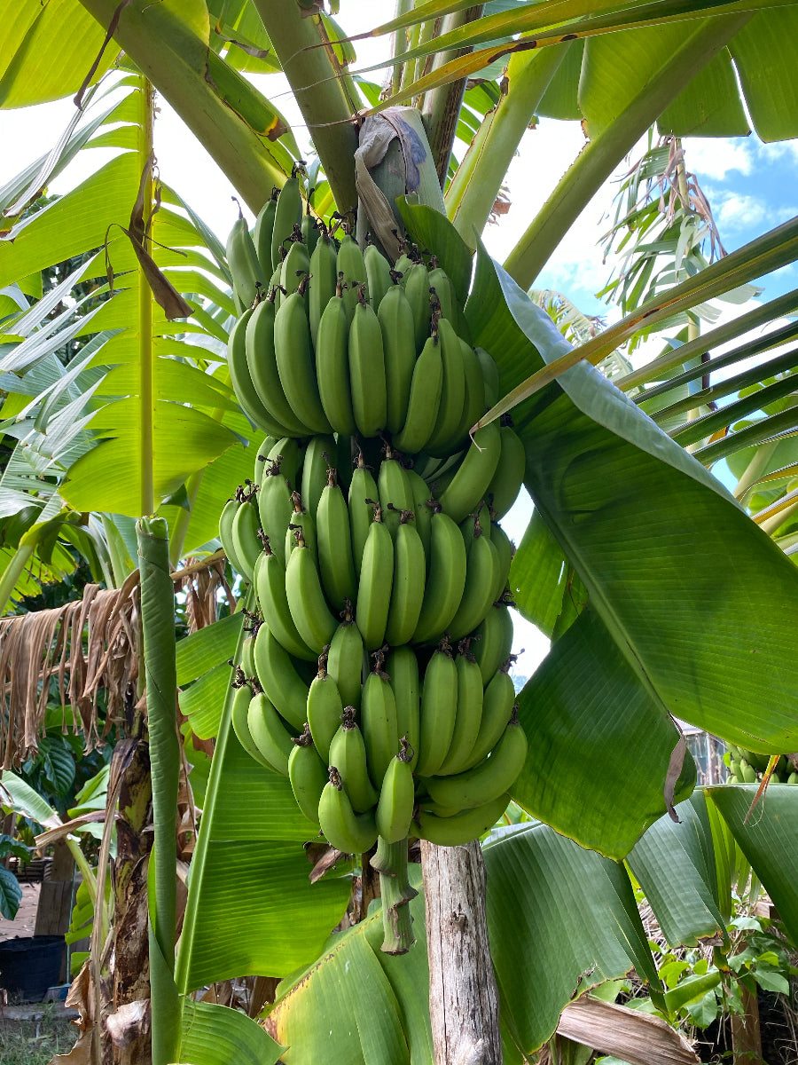 A close-up view of a large bunch of unripe green bananas