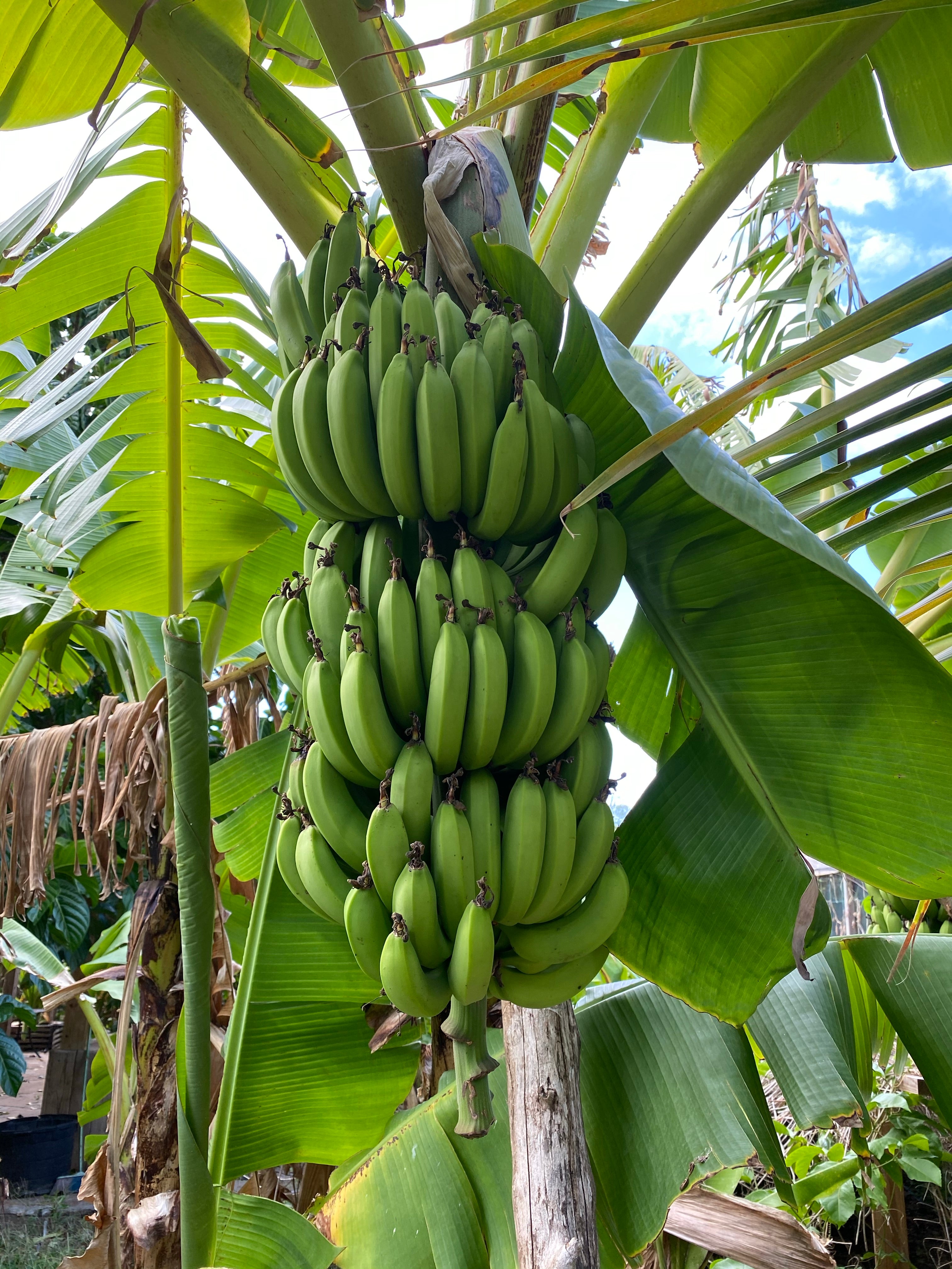 Grand Nain Musa Banana Fruit Tree