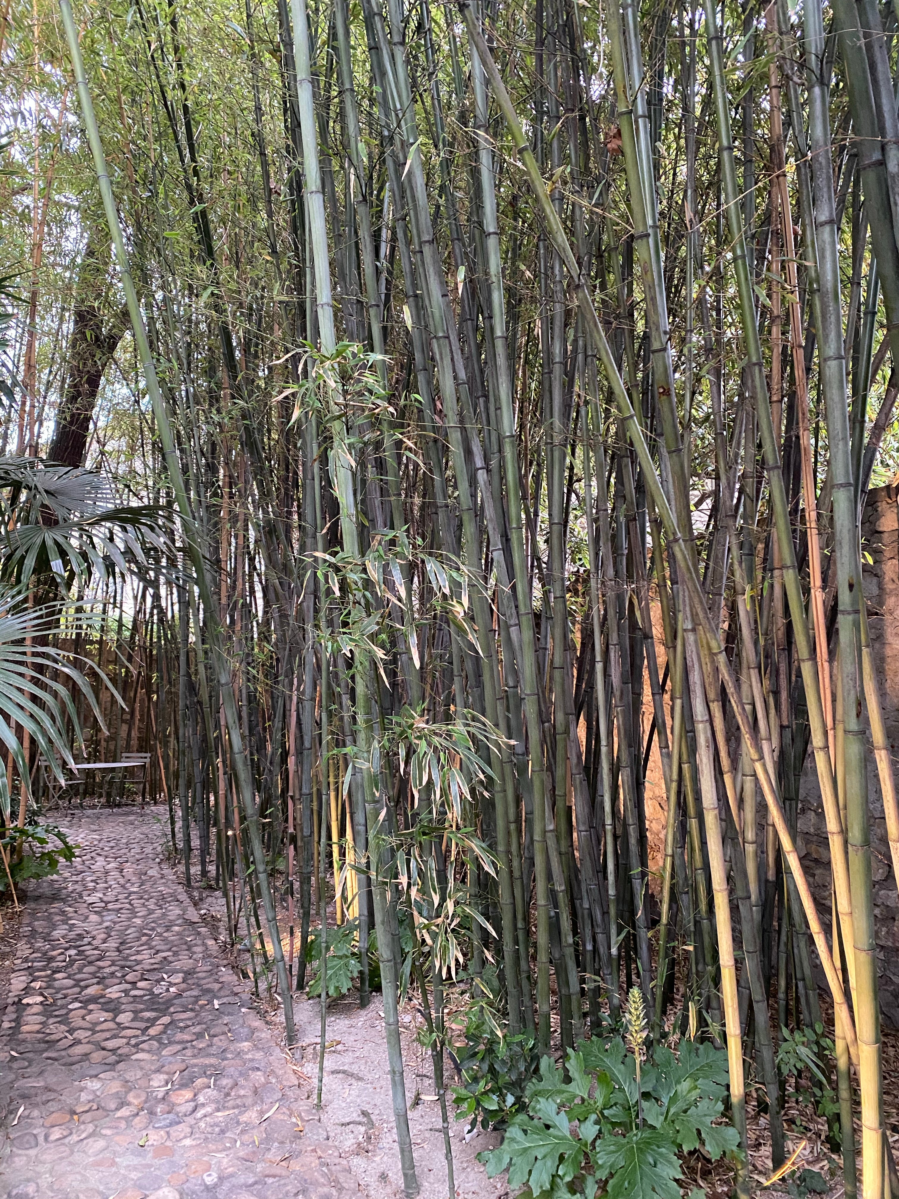 Black Bamboo Timor, Bambusa Lako outside