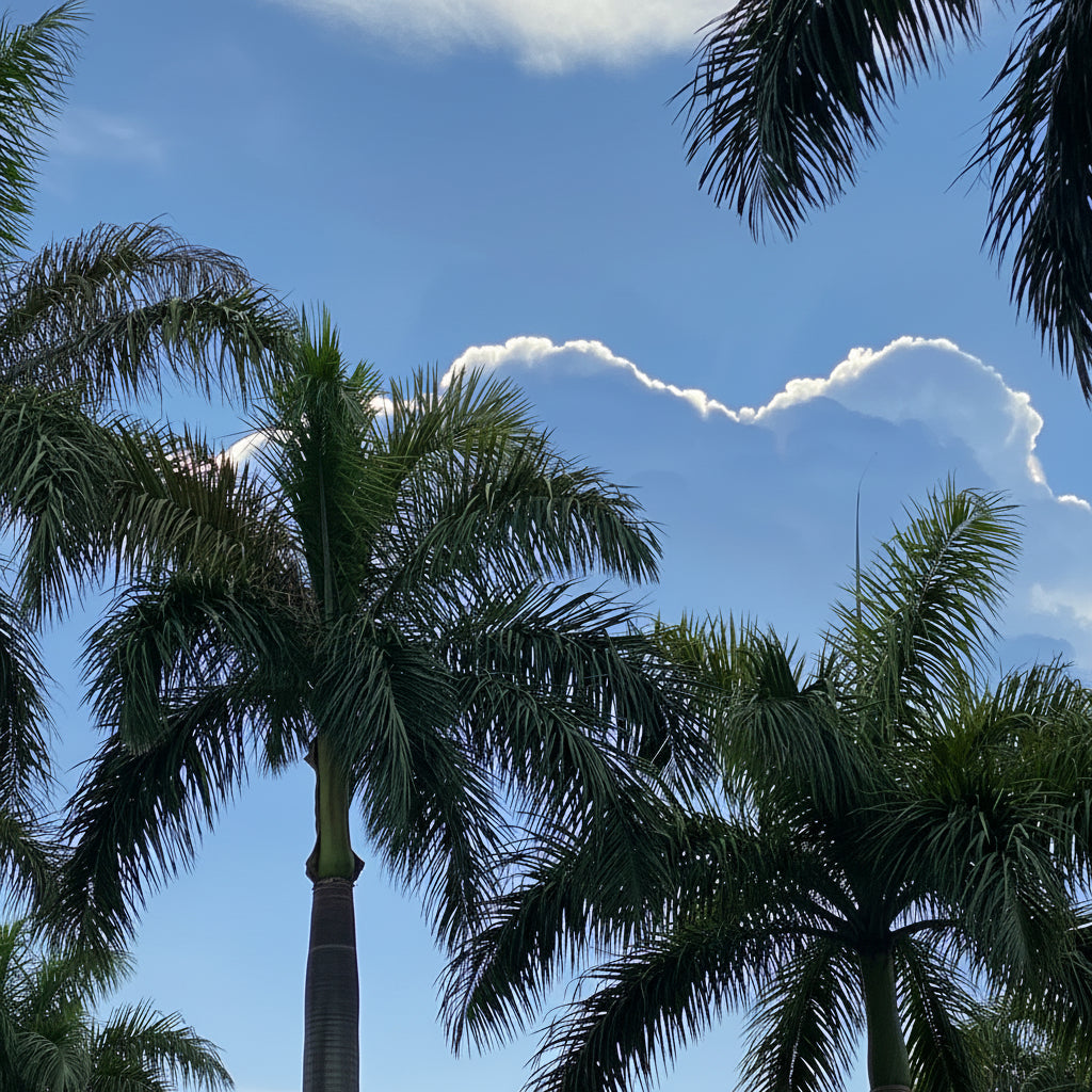 Florida Royal Palm, Cuban Royal Palm close view