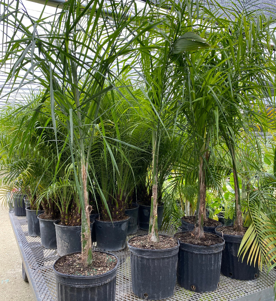 Mule Palm, Butiagrus Nabonnandii X trees in a nursery trailer