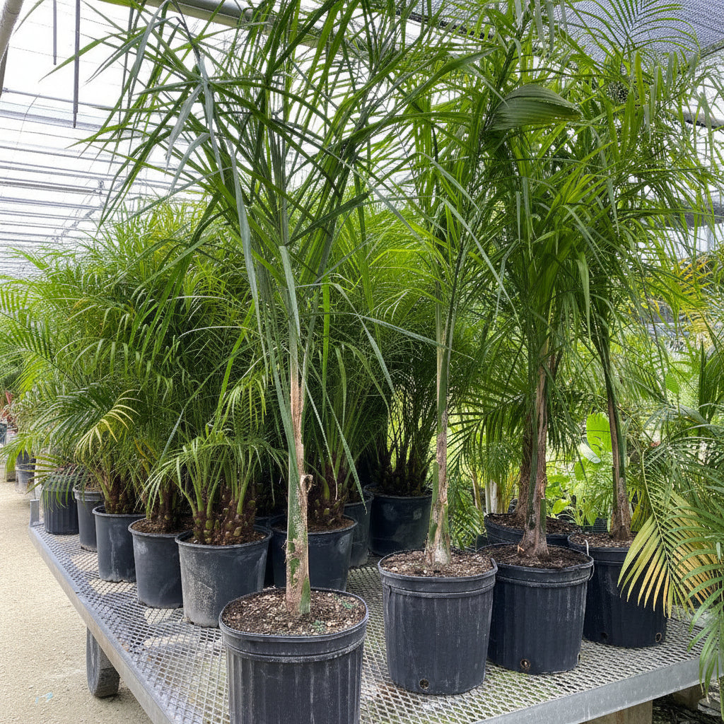 Mule Palm, Butiagrus Nabonnandii X trees in a nursery trailer