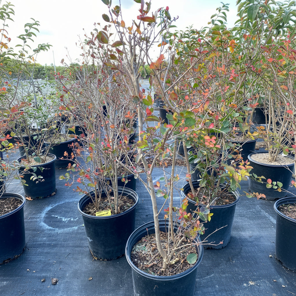 Crape Myrtle Flowering Tree in 7 gallon nursery pot with vibrant bright pink blooms and dense green foliage, ideal for colorful outdoor landscapes and sunny garden spaces.