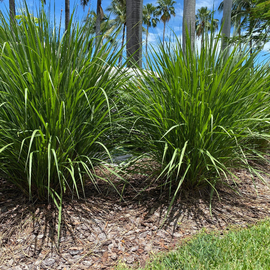 Dwarf Fakahatchee Ornamental Grass Paved pathway lined with grass and small lights at dusk