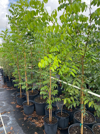 multiple Mahogany Tree, Swietenia mahagoni in a nursery