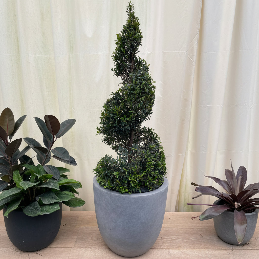 Topiary Eugenia Spiral Tree nursery container 5gal