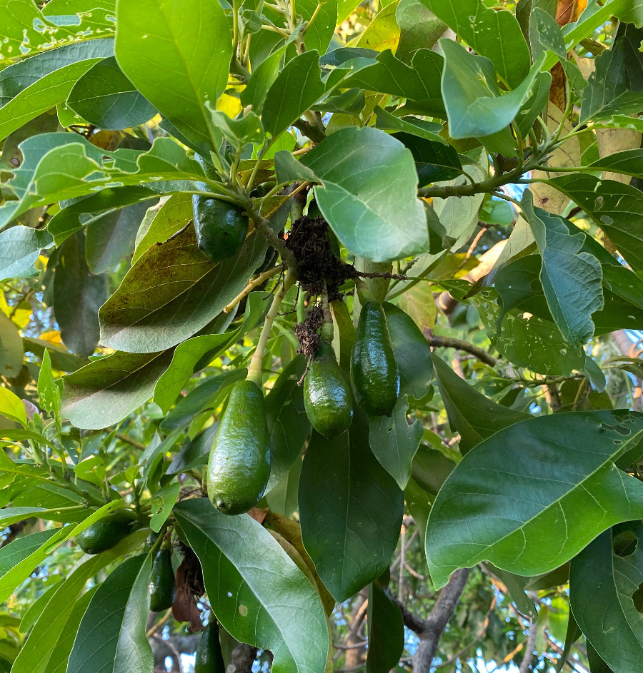 A close-up view of several green, unripe Catalina Avocados