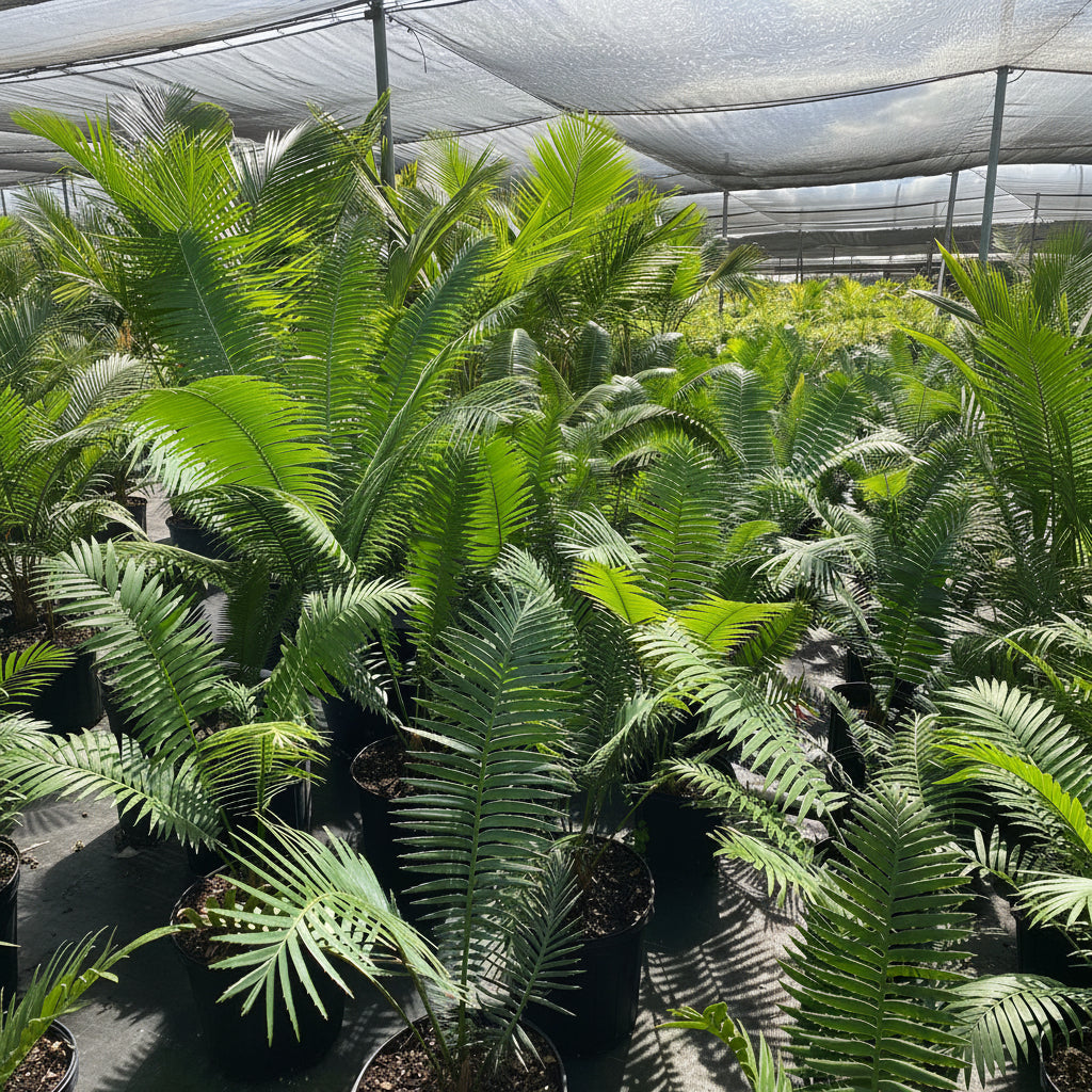 Dioon Spinulosum, Mexican Cycad, Gum Exotic Palm in 2 gallon black grower pots with feathery arching light green fronds, ideal for patios, indoor spaces, and tropical gardens.