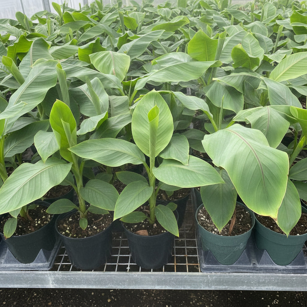 A close-up view of several young Ice Cream Banana Trees