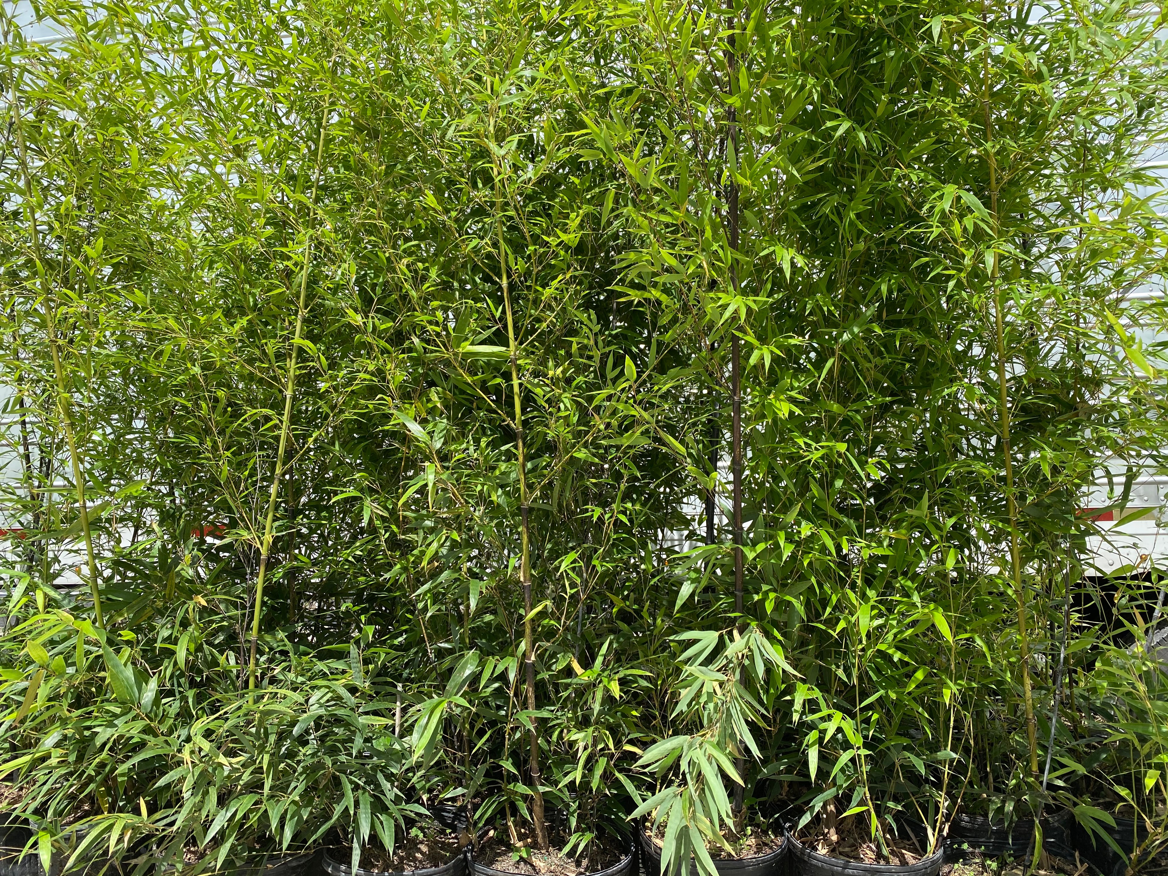 Black Bamboo Timor, Bambusa Lako