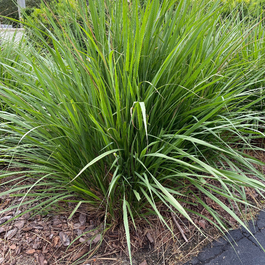 Dwarf Fakahatchee Ornamental Grass A clump of tall green ornamental grass with long, narrow leaves growing outdoors in mulch beside a paved surface.