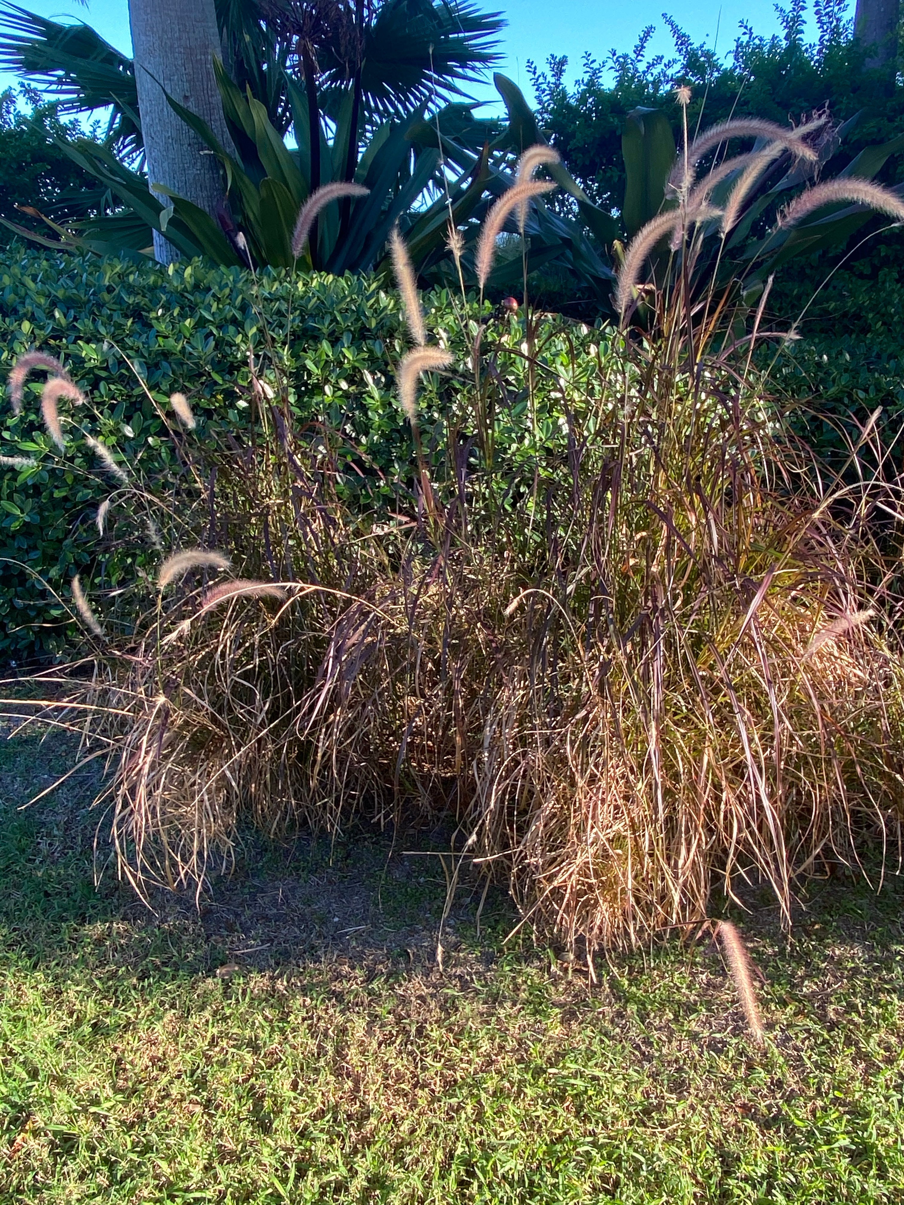 front view of Purple Fountain Grass