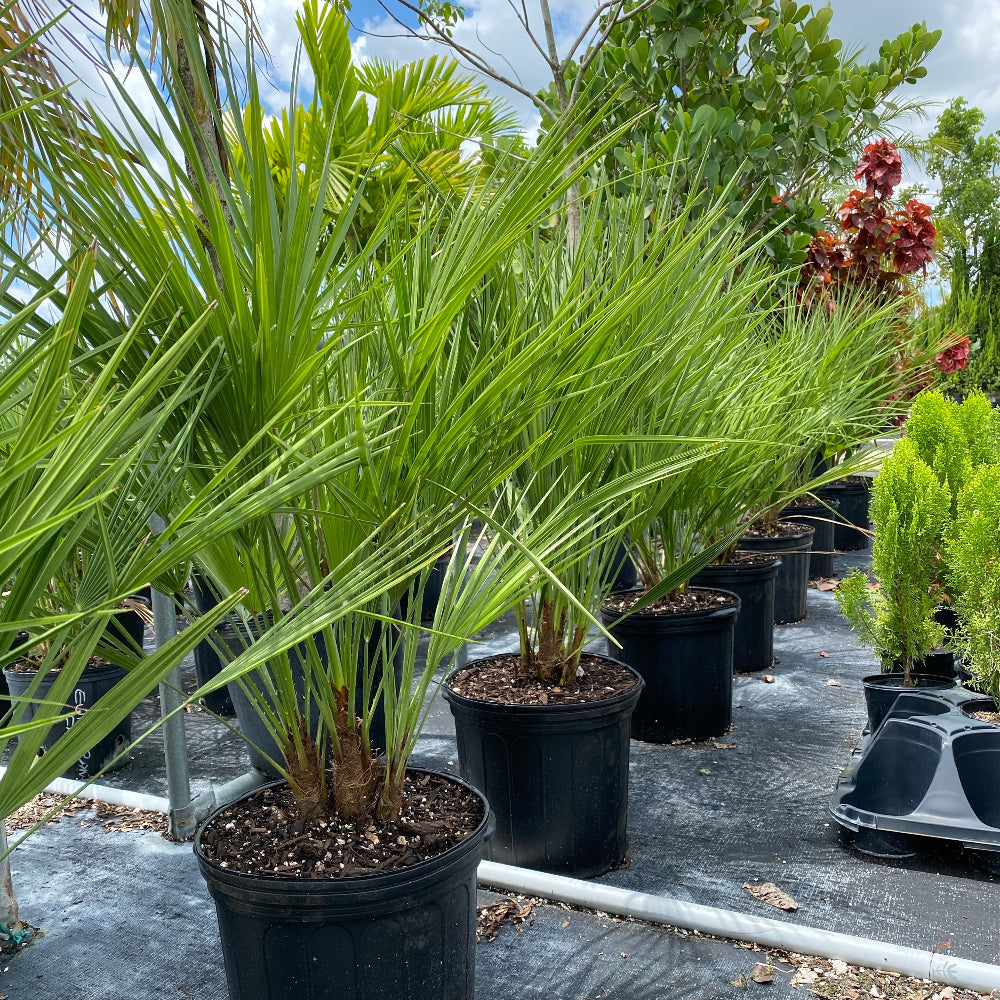 European fan palm in rows at nursery in back pots