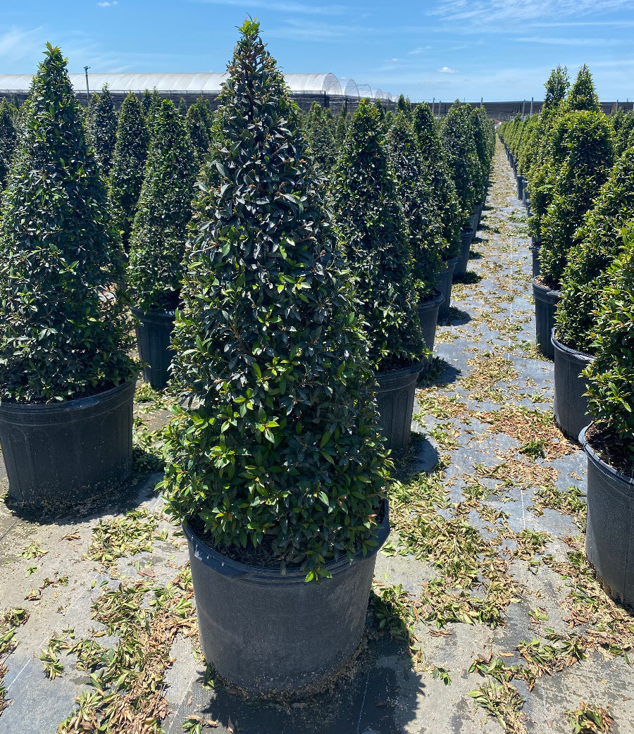 Mature Topiary Eugenia Cone, Pyramid Tree planted in nursery container 5gal