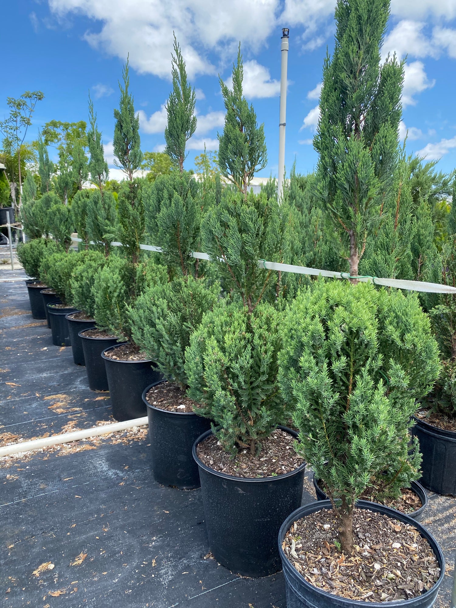 Topiary Triple Ball Blue Point Juniper