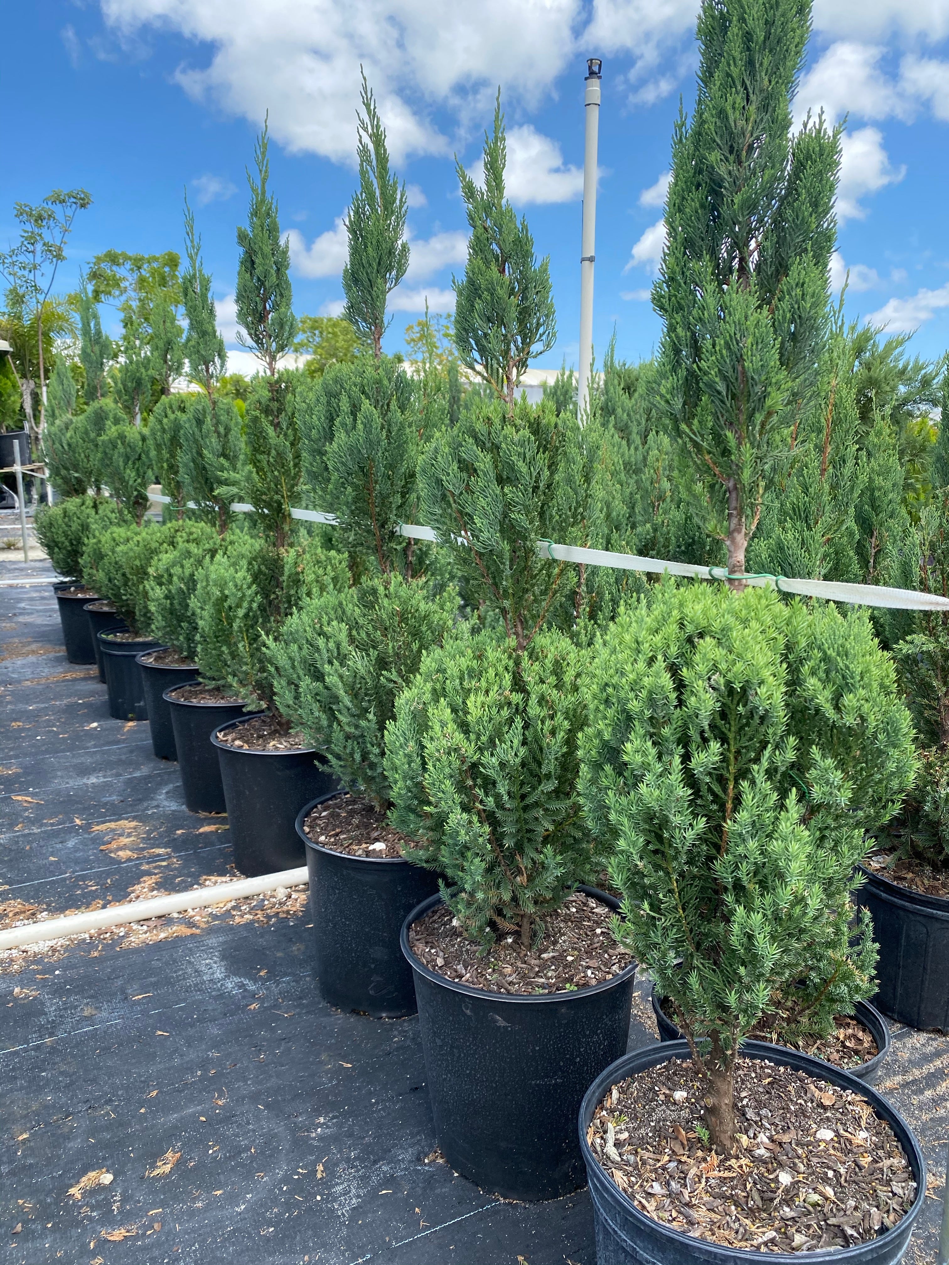 Topiary Triple Ball Blue Point Juniper