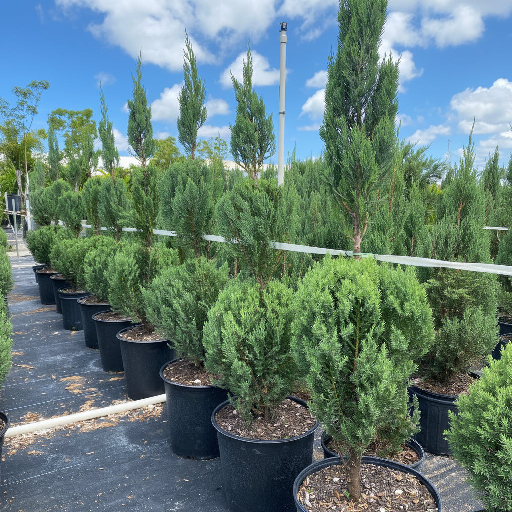 Topiary 3-ball juniper potted coniferous plants on a table in a greenhouse setting