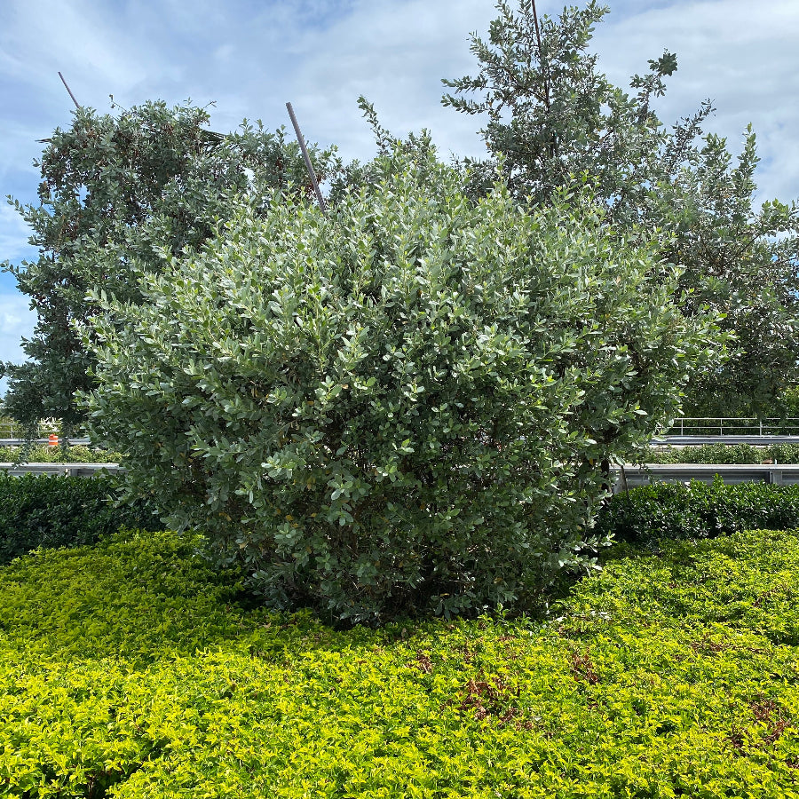 Silver Buttonwood Bush Form Fully Grown Planted in Garden.