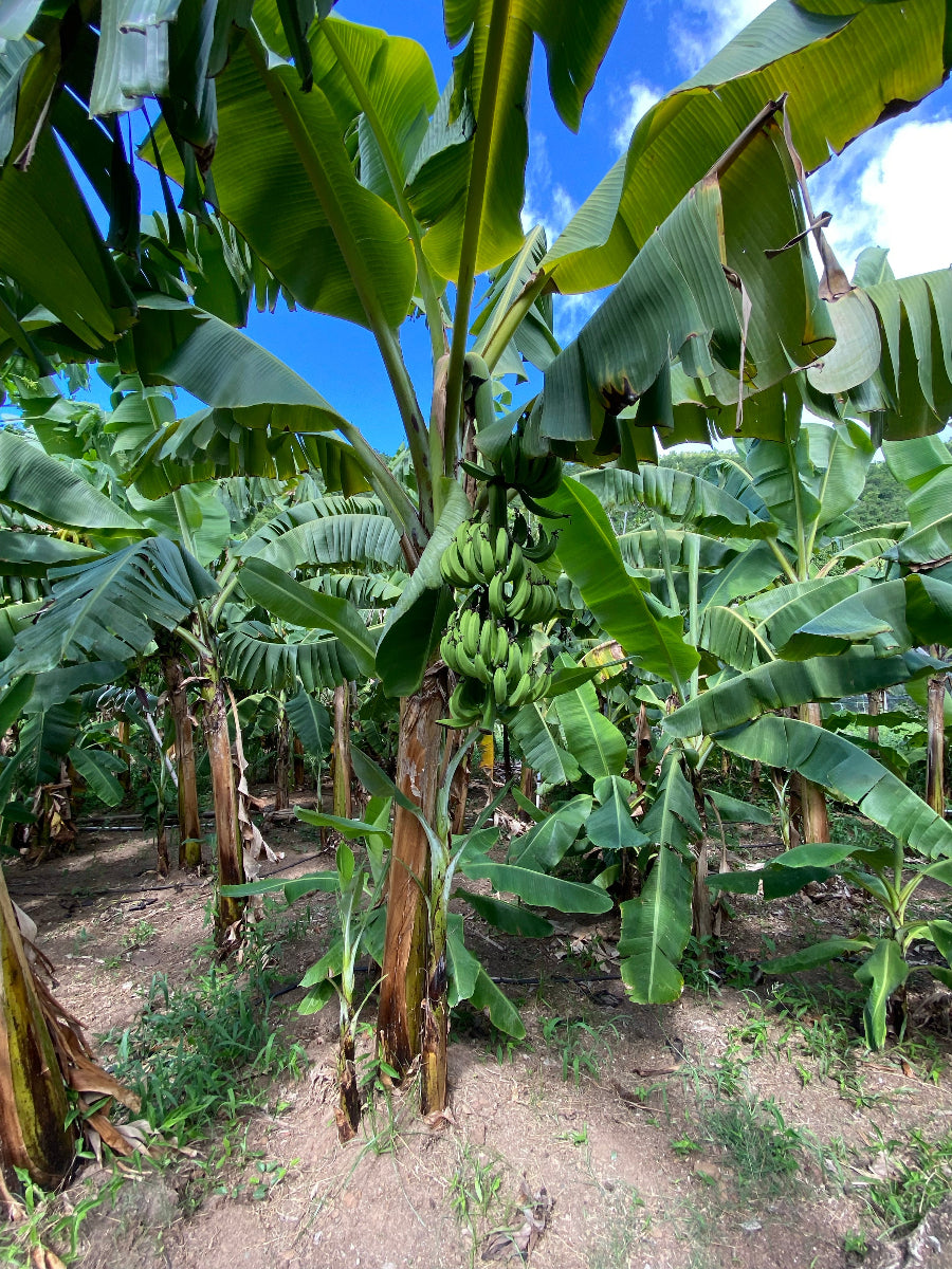 A lush Ruby Supreme Guava Fruit Tree growing outdoors in a sunny tropical landscape