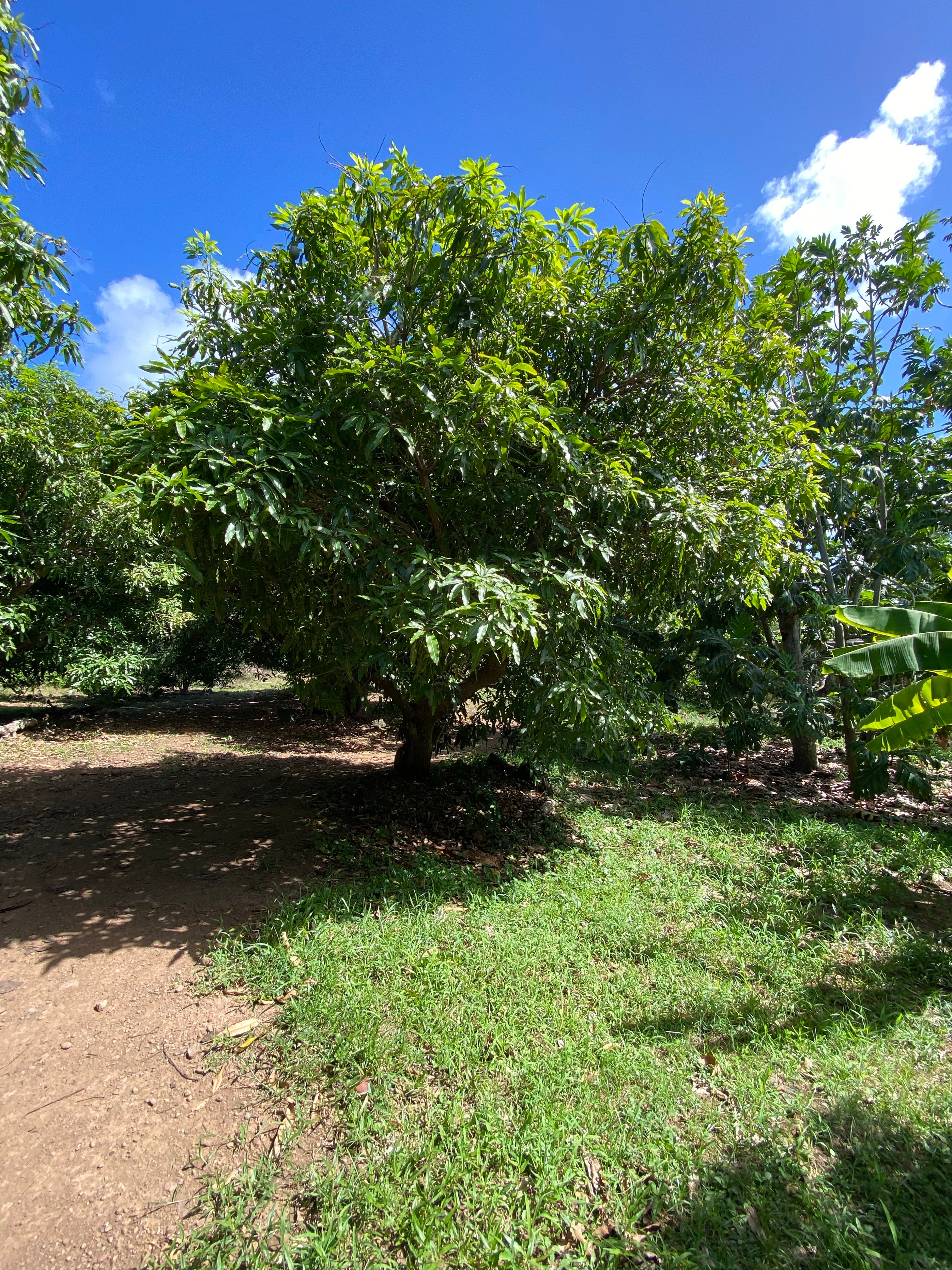 Glenn Mango Fruit Tree, Mangifera indica