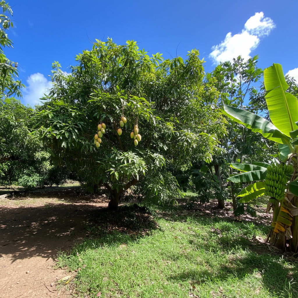 A lush, green Glenn Mango Fruit Tree growing outdoors in a sunny tropical landscape.