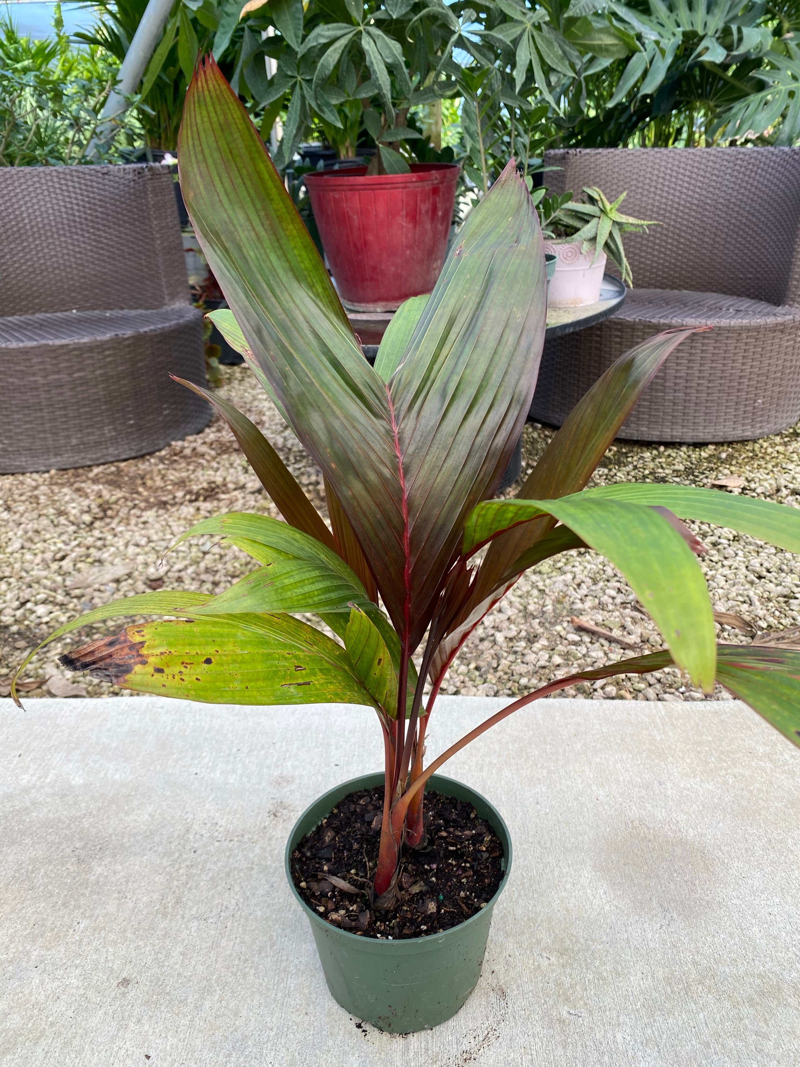 Areca Vestiaria, Red Crownshaft Palm, Rare and Exotic