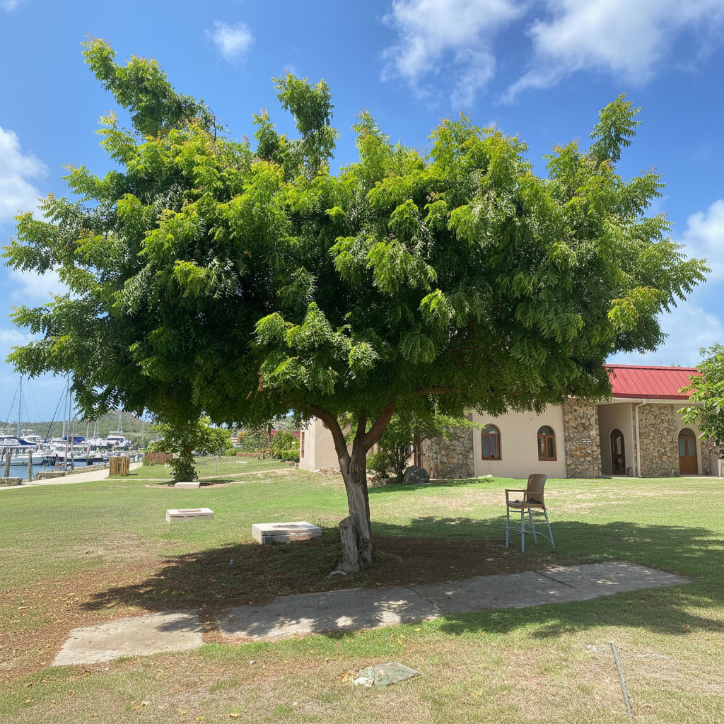 A beautiful Bridalveil Tree with a wide, spreading canopy