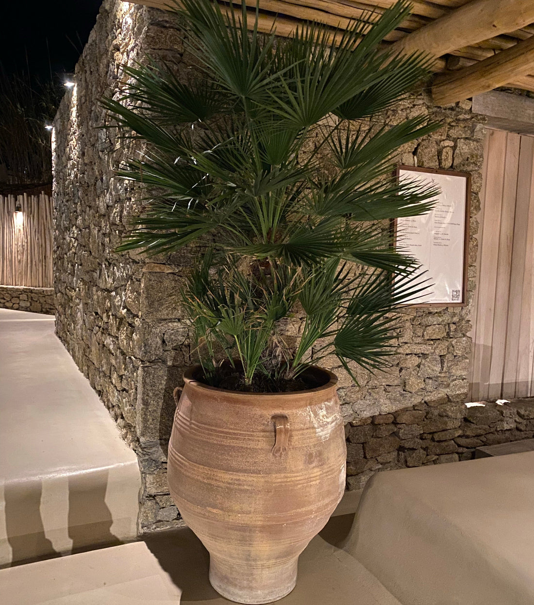 European fan palm in stone planter mature tree