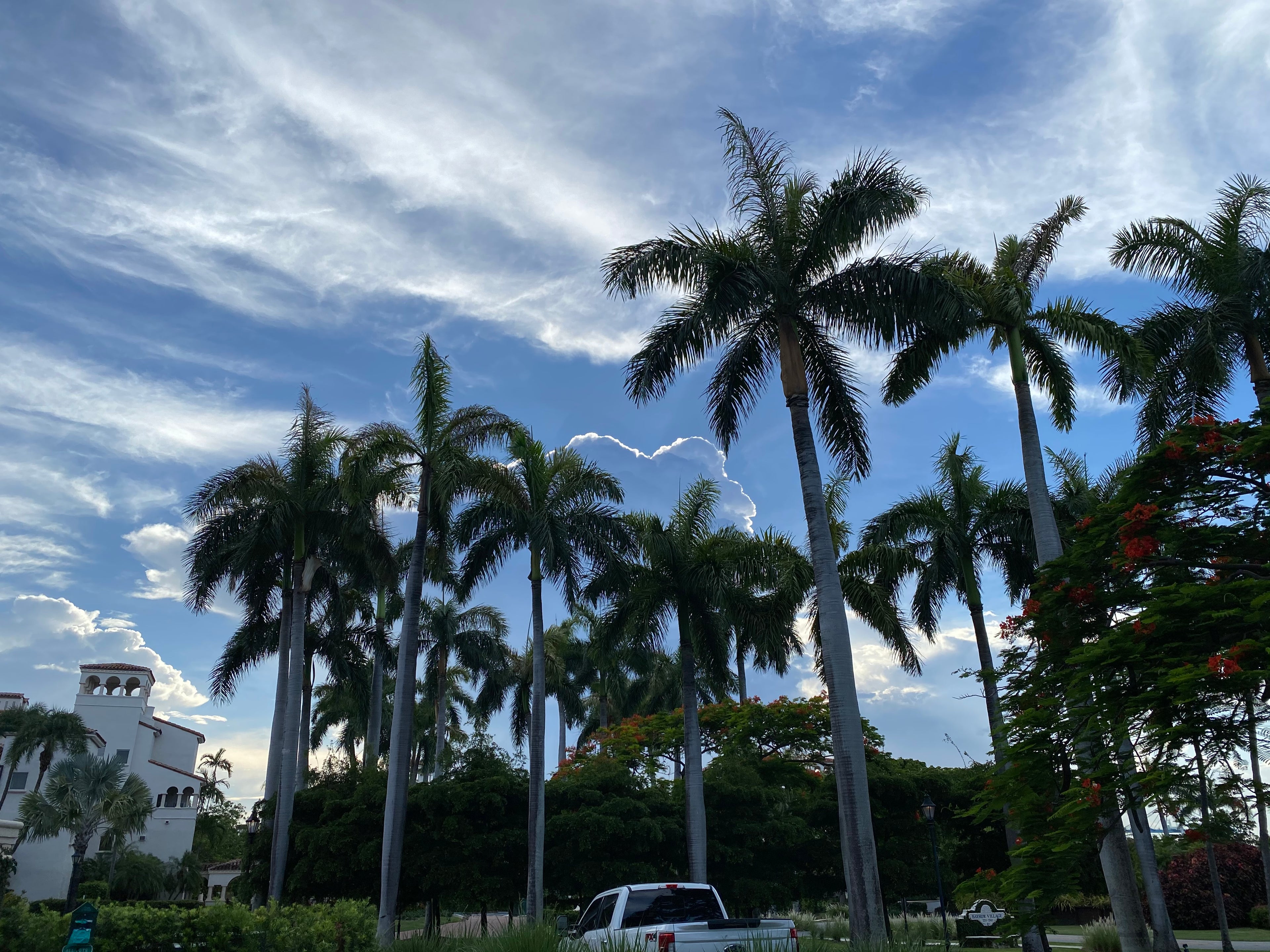 far view of Florida Royal Palm, Cuban Royal Palm