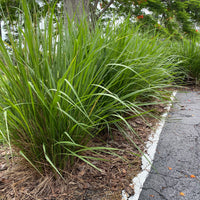 Fakahatchee Ornamental Grass