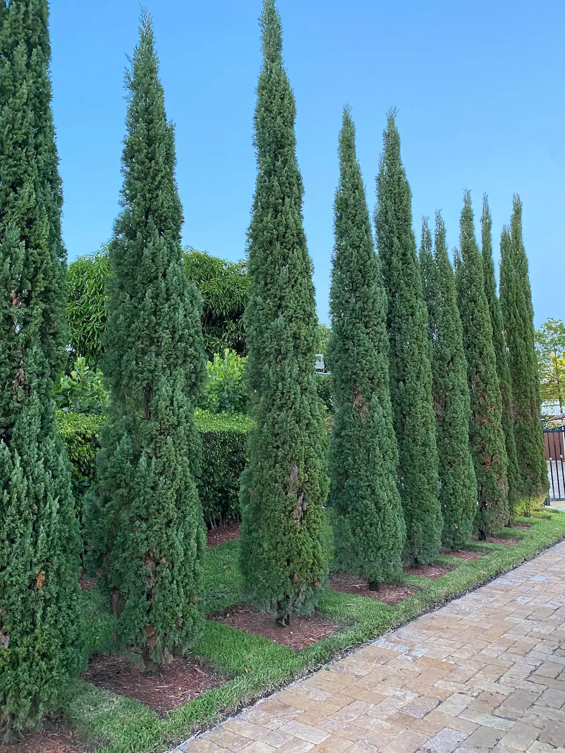 Large Italian Cypress, Mediterranean Cypress Planted to Line a Driveway