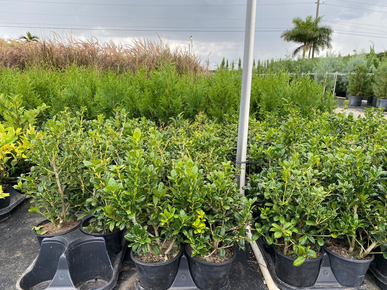 outside view of Wavy Leaf Ligustrum Recurve