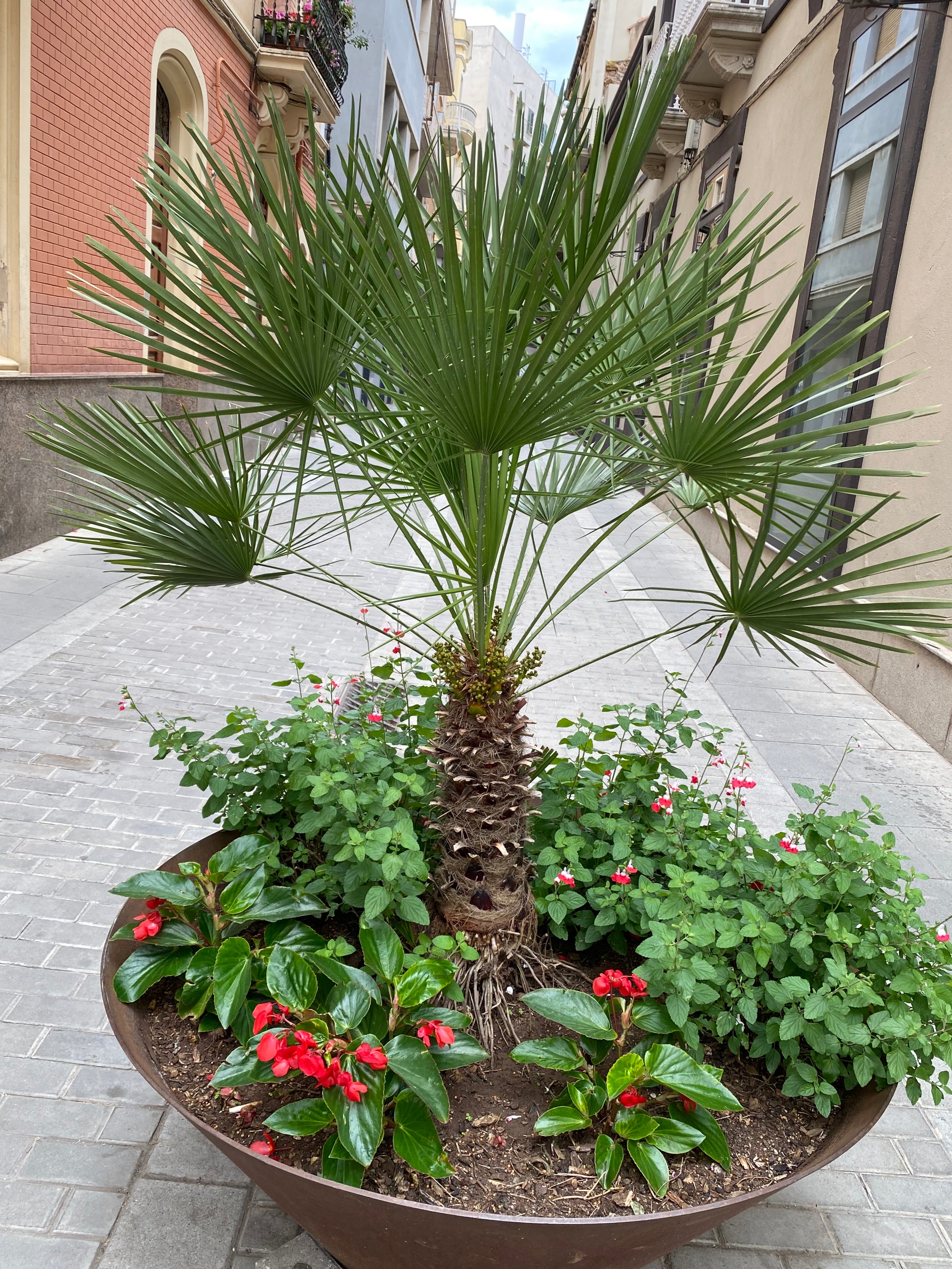 European Fan Palm Multi, Mediterranean Fan Palm