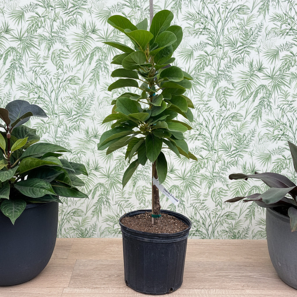 A young potted Long Neck Avocado Fruit Tree featuring a straight trunk and a dense canopy of lush, broad green leaves, growing in a black nursery pot