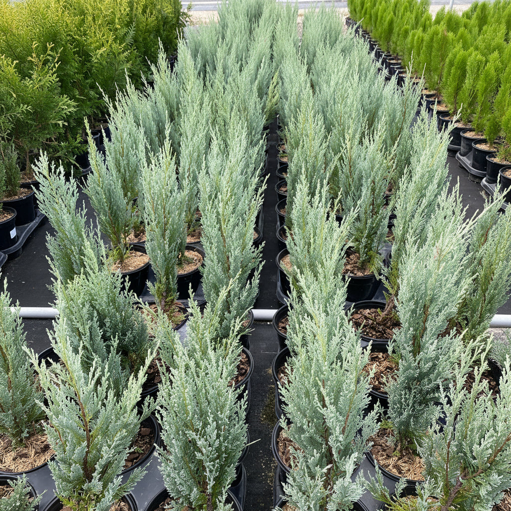 Moonglow, Rocky Mountain Juniper, Juniperus scopulorum